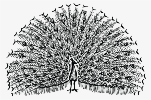 , , - Black And White Clip Art Images Of Peacock