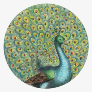 Peacock Portrait Peacock Portrait - Peacock Round