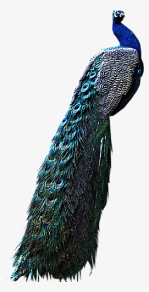 Peacocks Png