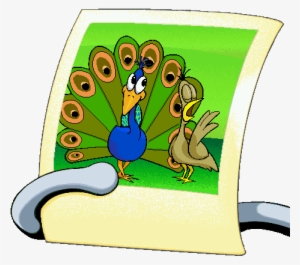 Peacock Picture - Portable Network Graphics