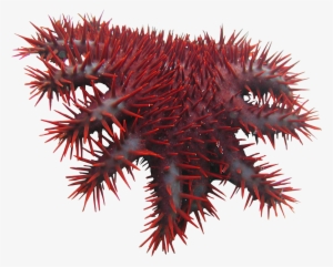 Crown Thorns Png - Crown Of Thorns Starfish Png