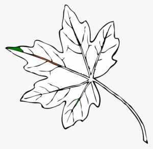 How To Set Use Maple Leaf Svg Vector