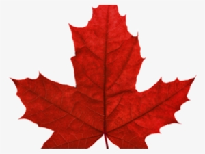 Canada Maple Leaf Png Transparent Images - Canadian Maple Leaf Transparent