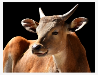 Png Images - Taurine Cattle