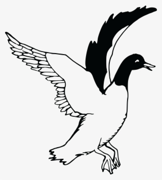 Flying Drawing At Getdrawings - Free Clipart Black And White Swans