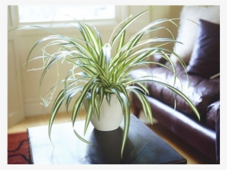 Indoor Plants - Indoor Spider Plant