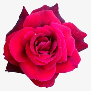 Thumb Image - Hybrid Tea Rose