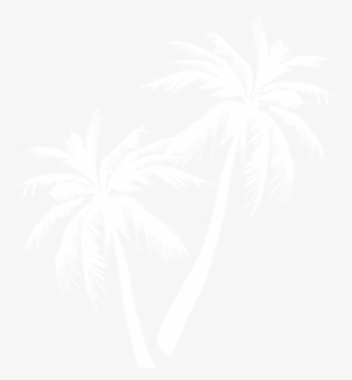 Palm Tree - 100 Énigmes De Plage - Livre