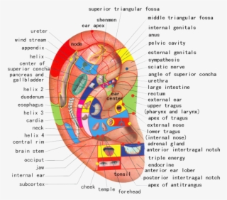 Ear - Ear Reflexology