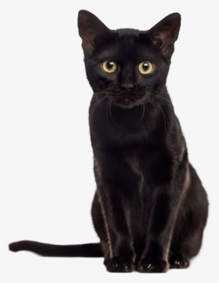 Inky Black Kitten Minky Print - Black Cat