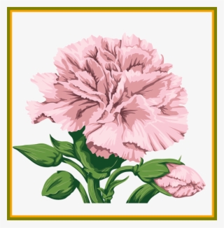 shocking best carnation for flower clipart inspiration - carnation flower cute illustration