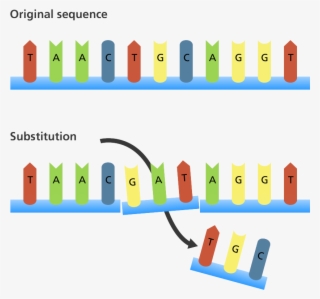 Point Mutation - Substitution Mutation