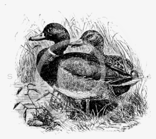 Cz Wild Mallard Ducks Male Female 1887 066-x2