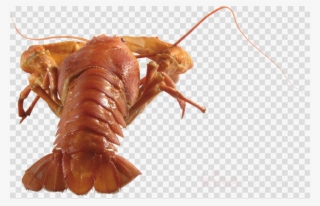 Crab Clipart American Lobster Crayfish Crab - Homarus Gammarus