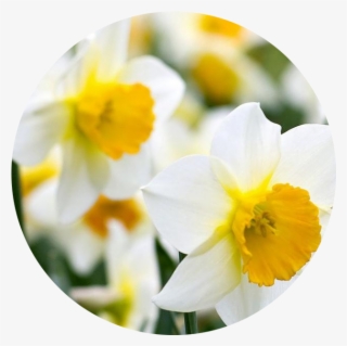 December - Narcissus - Daffodil