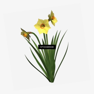 daffodils - portable network graphics