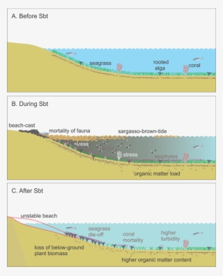 Before The Sbt - Seagrass