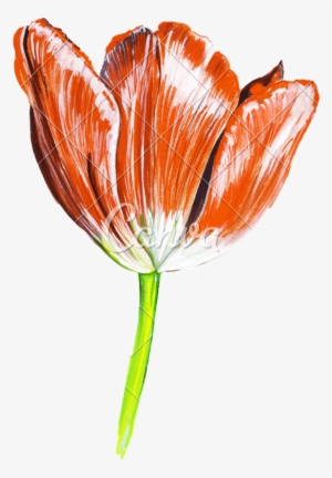 Blossom Drawing Watercolor - Drawing