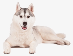 Husky Png Transparent Background - Portable Network Graphics