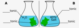 Gummybear-osmosis - Gummy Bear In Salt Water Diagram Experiment