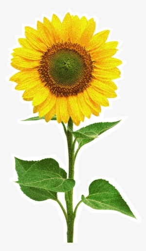 Image - Beautiful Sunflower - White Case - Iphone 7
