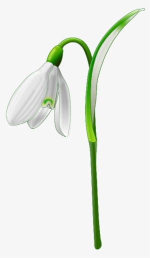 Single Snowdrop