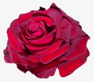 Red Rose Flower Png Image - Png By Sr Editing Zone