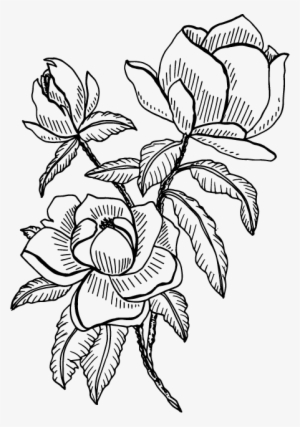 magnolia single flower illustration