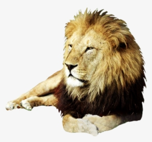 Clip Freeuse Download Animal Clip Art Resting Male - Lion Male Clip Art