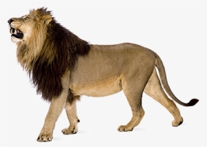 Angry Lion Png Images Download - Lion With White Background