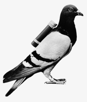 Stark Social Pigeon - Carrier Pigeon Meme