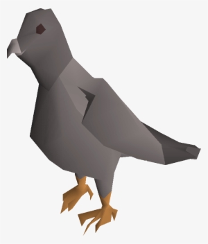 Pigeon - Pigeon Png