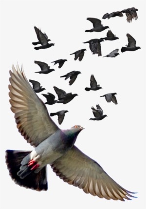 Pigeon Png Photos - Pigeon Fly Png Hd