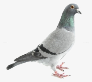 Did You Know You Can Subscribe To Gatewood Journal - Homing Pigeon