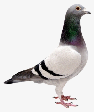 Dove Png Transparent Background - Bird Transparent