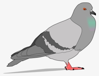 Columbidae Bird Download Drawing Graphic Arts