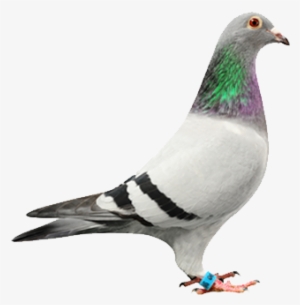 Our Pigeons - Duif