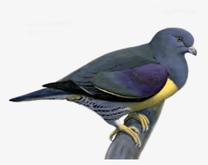 Pigeon Png Picture - Portable Network Graphics