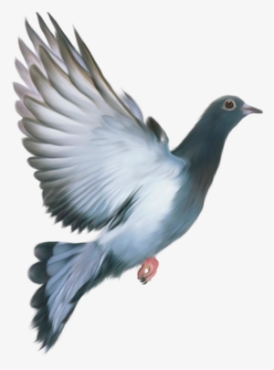 Pigeon Png