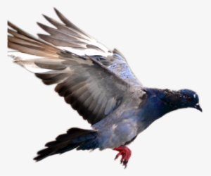 Pigeonflying