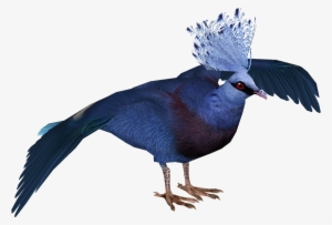 Victoria Crowned Pigeon - Victoria Crowned Pigeon Png