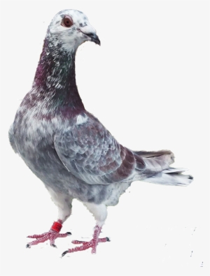 Homing And Racing Pigeons From Stock A - Homar Pijen Png