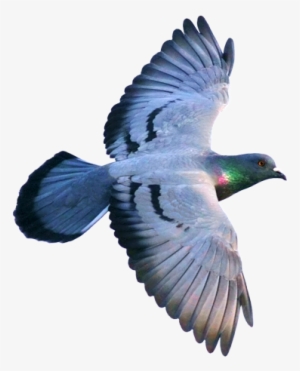 For Instance, In Pigeons "bar Pattern" Is Considered - Pigeon Flying From Above
