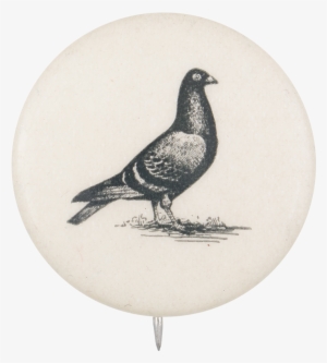 Pigeon - Drawing