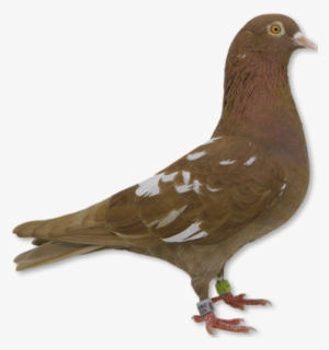 Home Logo Pigeon - All Brown Roller Pigeons
