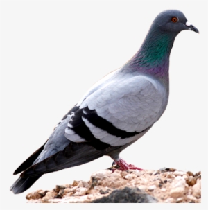 Simple Piegon Images Pigeon Full Information And Pigeon - Nipper Wringer