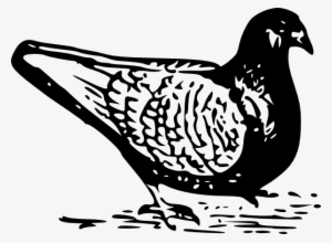 Original Png Clip Art File Pigeon Svg Images Downloading