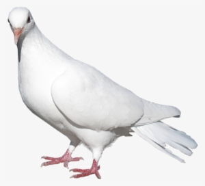 Pigeon Png For Picsart