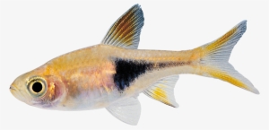 Fish Png Image - Transparent Picture Of Fish