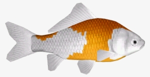Common Goldfish 13 - Anemone Fish